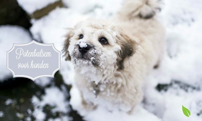 13 Essentiële Tips Om De Poten Van Uw Hond Te Beschermen In Wintersneeuw