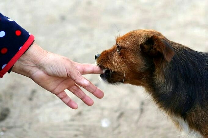 7 Verrassende Redenen Waarom Honden Van Massages Houden