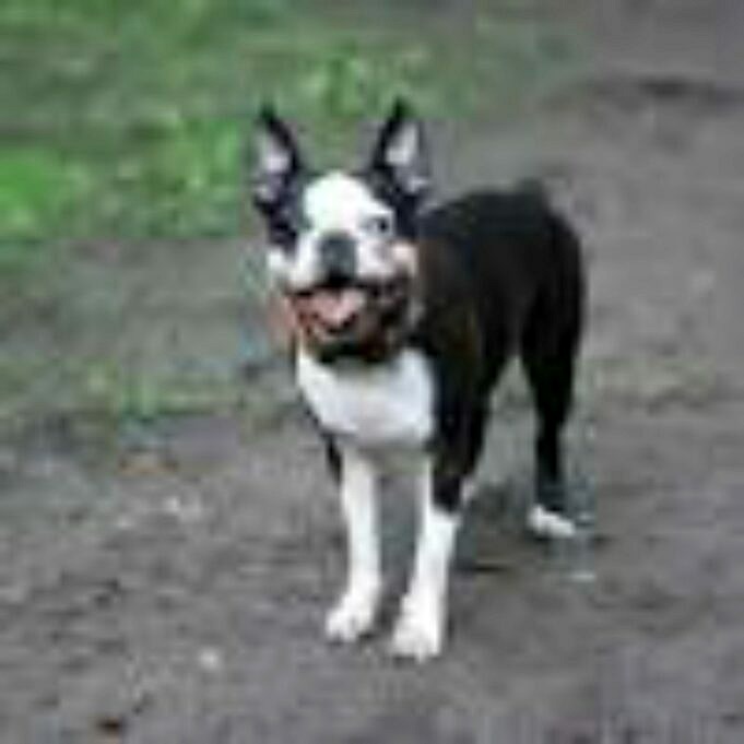Bo-Jack Dog Boston Terrier En Jack Russell Mix Informatie, Foto's, Eigenschappen En Feiten