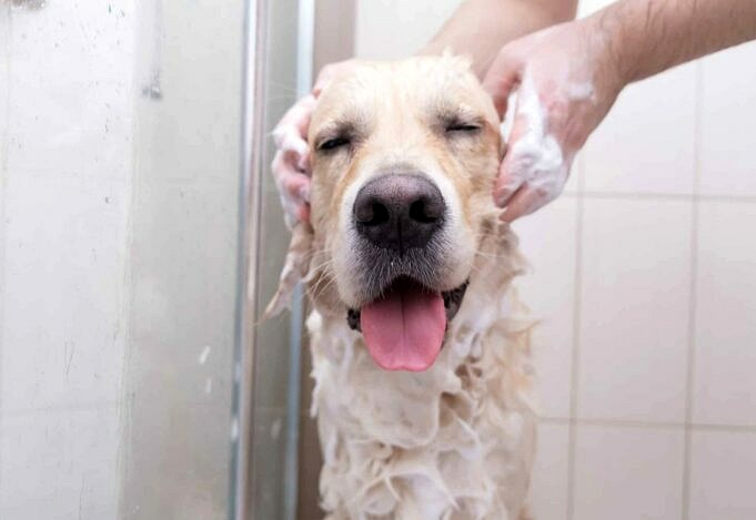 De 5 Beste Droge Shampoos Voor Honden Waarvan Bewezen Is Dat Ze Werken!
