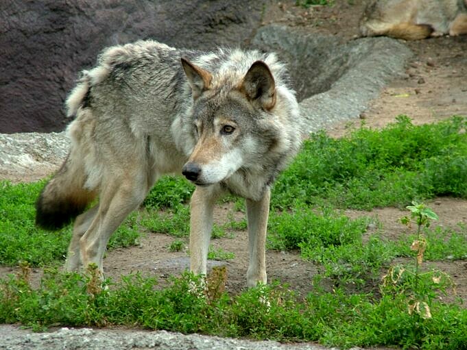 Foto's Van 7 Coyotes-achtige Honden