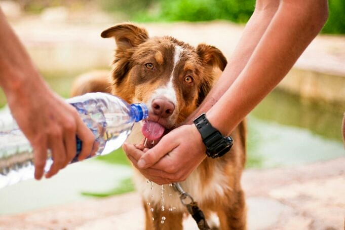 Hoe Kan Ik Mijn Hond Water Laten Drinken?