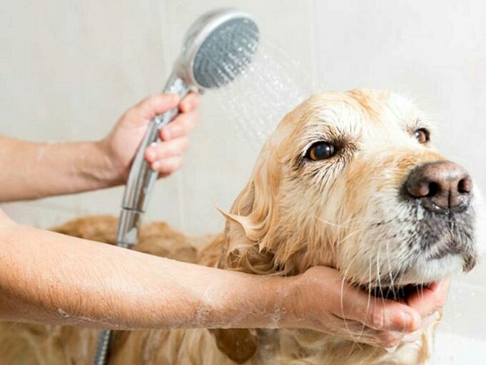 Hoe Vaak Moet Je Je Hond Wassen?