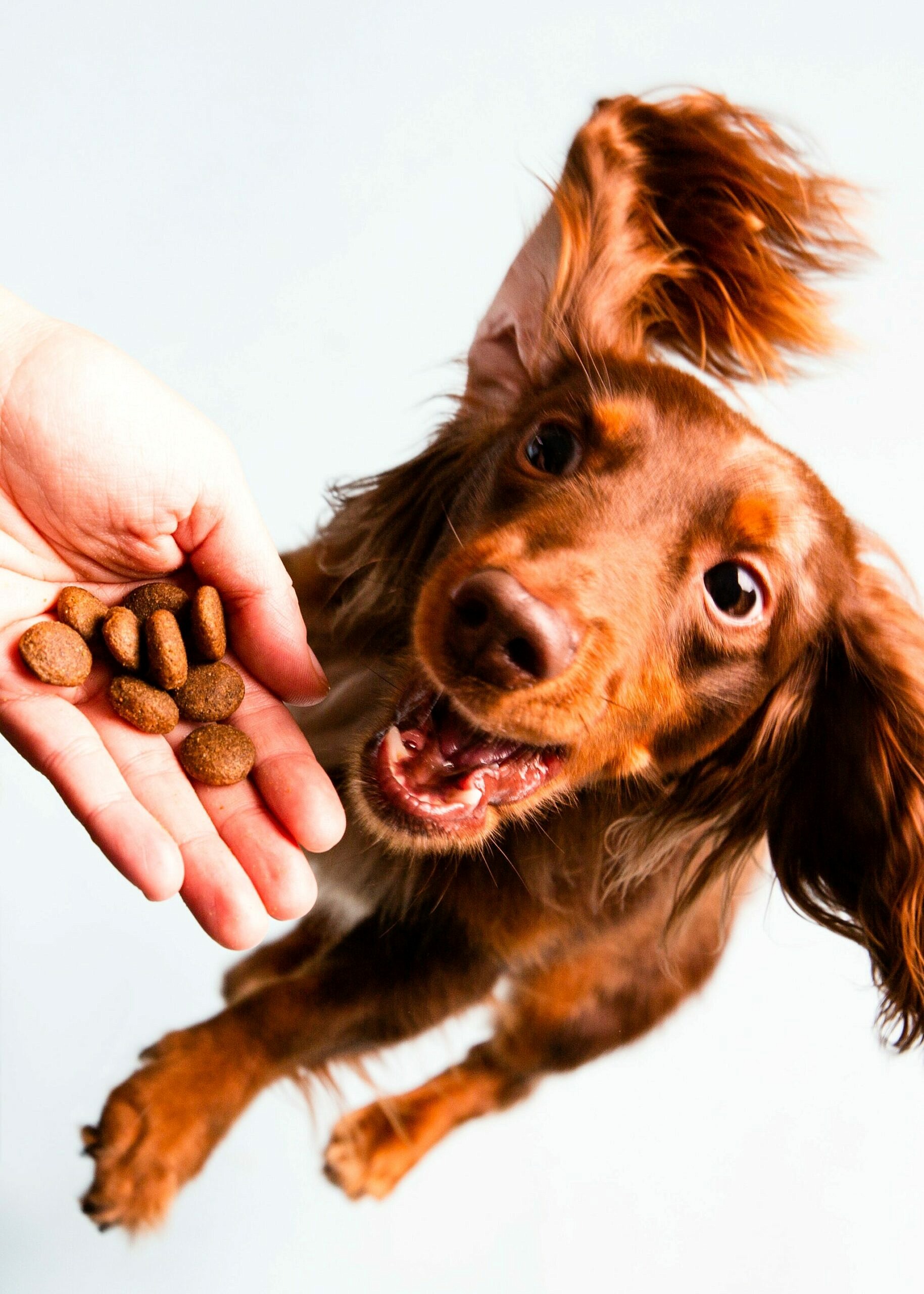 Kunnen Honden Zoethout Eten? Wat Nu Te Doen?