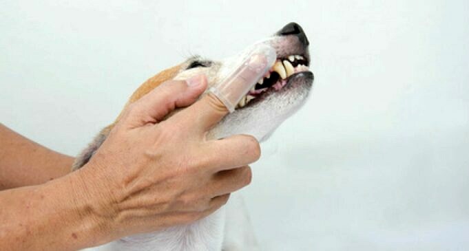 Zeuren Honden Na Het Tandenpoetsen? Dit Is Wat U Moet Weten